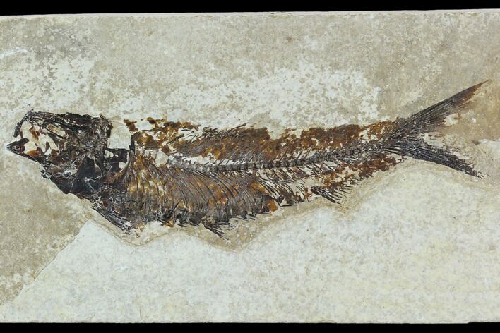 Fossil Fish (Knightia) - Green River Formation #129786